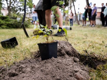 Hotel dla pszczół samotnic w Zespole Szkół Ponadpodstawowych w Przedborzu., 